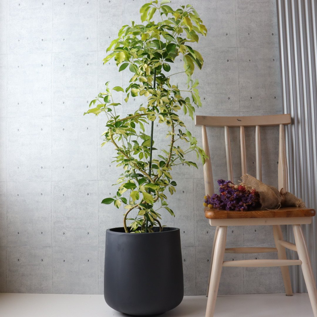 存在感◎】シェフレラ ゴールドリーフ 観葉植物 室内 大型 ハッピー