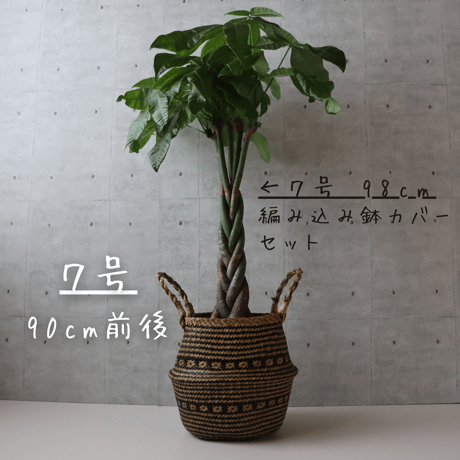 送料無料【鹿児島県産】パキラ ８号 ７号 お祝い ギフト ラッピング 無料 観葉植物 開店祝い 新築祝い プレゼント ねじりパキラ パキラ 観葉植物 本物