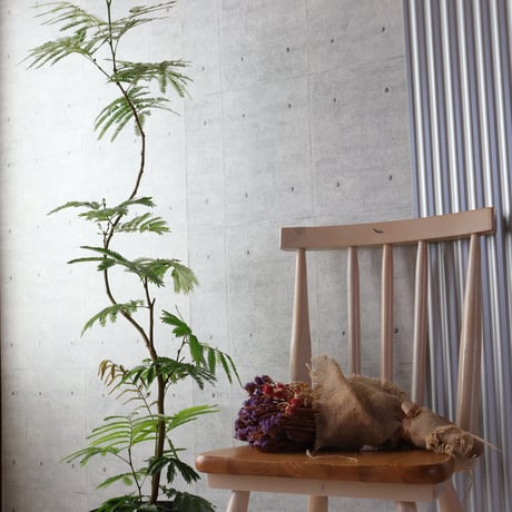 【存在感◎140cm】エバーフレッシュ 曲がり 7号 観葉植物 室内 大型