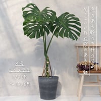スタイリッシュ◎】サンスベリア ゼラニカ 7号 観葉植物 室内 耐陰性