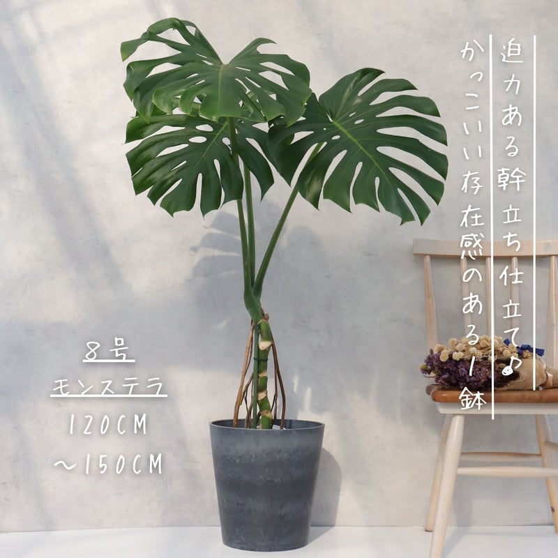 モンステラ 8号 幹立ち モンステラ 観葉植物 根上り 綺麗 お祝い