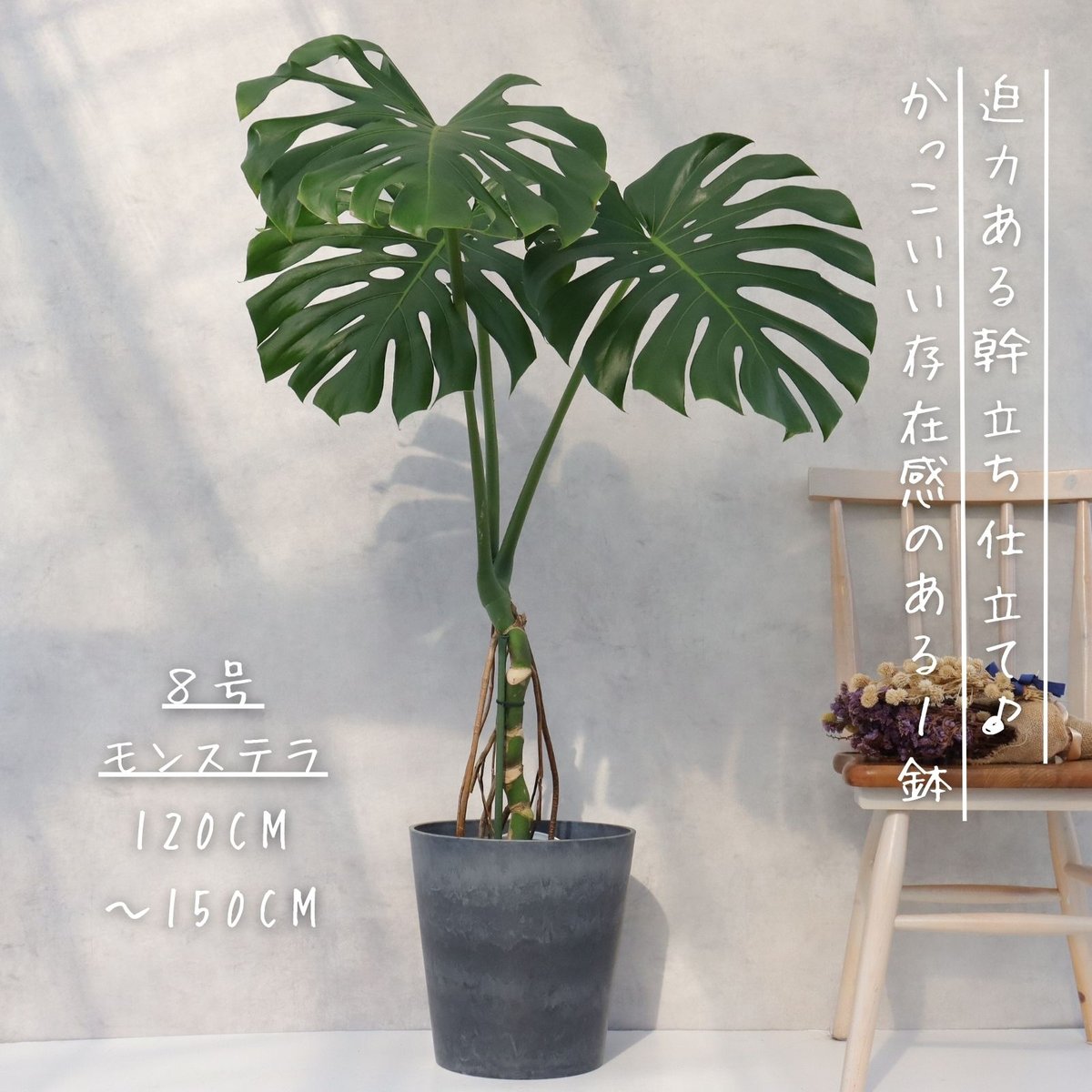 ⭐️ 大型美品⭐️ 観葉植物 幹太2株入りモンステラの木 横浜引き取り限定 モンステラ 8号 幹立ち モンステラ 観葉植物 根上り 綺麗 お祝い