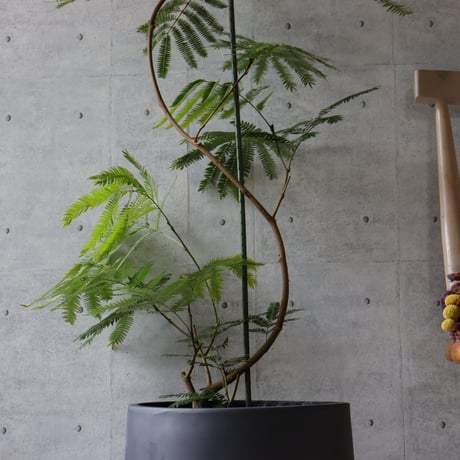 【バランス◎145cm】エバーフレッシュ 曲がり 7号 観葉植物 室内 大型