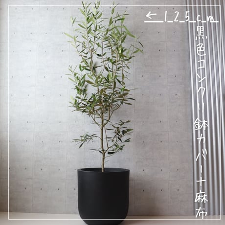【樹形◎】オリーブ オリーブの木 8号 ひなかぜ  観葉植物 寒さ暑さに強い 耐寒温度-5度