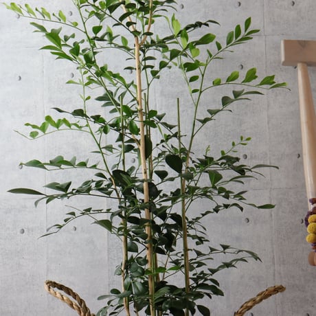 【バランス◎135cm】シルクジャスミン ゲッキツ 観葉植物 室内 大型
