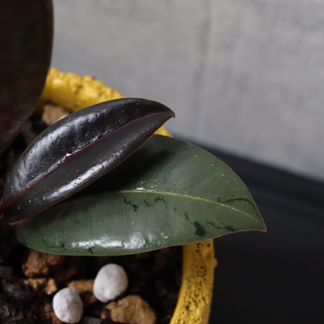 【希少 流通極薄】フィカス ブルールビー 4号鉢＋受け皿付き 観葉植物 室内