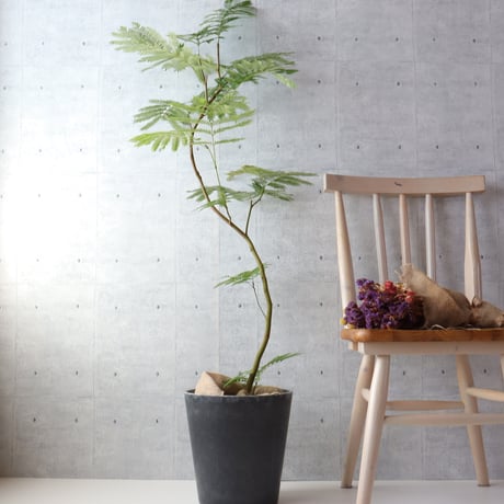 【バランス◎134cm】エバーフレッシュ 曲がり 7号 観葉植物 室内 大型