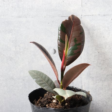 【希少 まだ流通がごくわずか】フィカス　ブルールビー ３号ポッド 観葉植物 室内