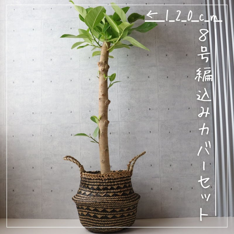 フィカス アルテシマ 朴もの 仕立て8号 アルテシーマ 観葉植物 お祝い