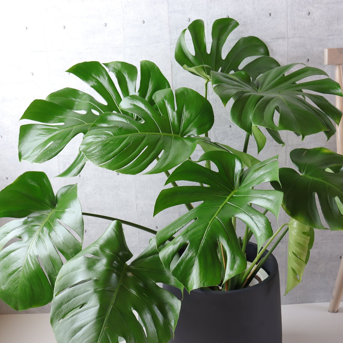 ボリューム◎】 モンステラ 8号 観葉植物 室内 葉の大きさ約40cm