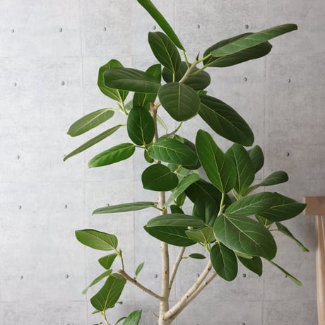 【朴もの◎132cm】 フィカス ベンガレンシス 朴仕立て 観葉植物 室内 大型
