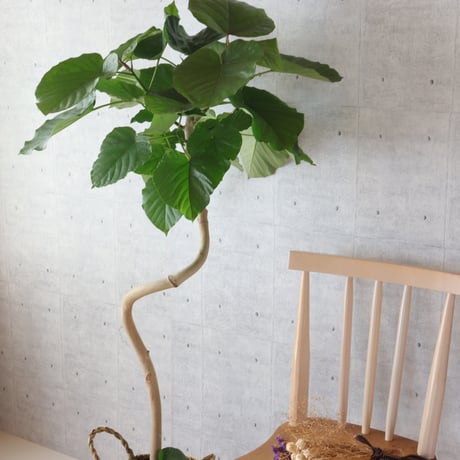 【樹形◎141cm】フィカス ウンベラータ 曲がり 螺旋 仕立て 幹太 観葉植物
