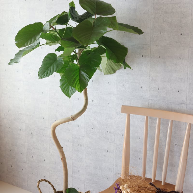 樹形◎141cm】フィカス ウンベラータ 曲がり 螺旋 仕立て 幹太 観葉