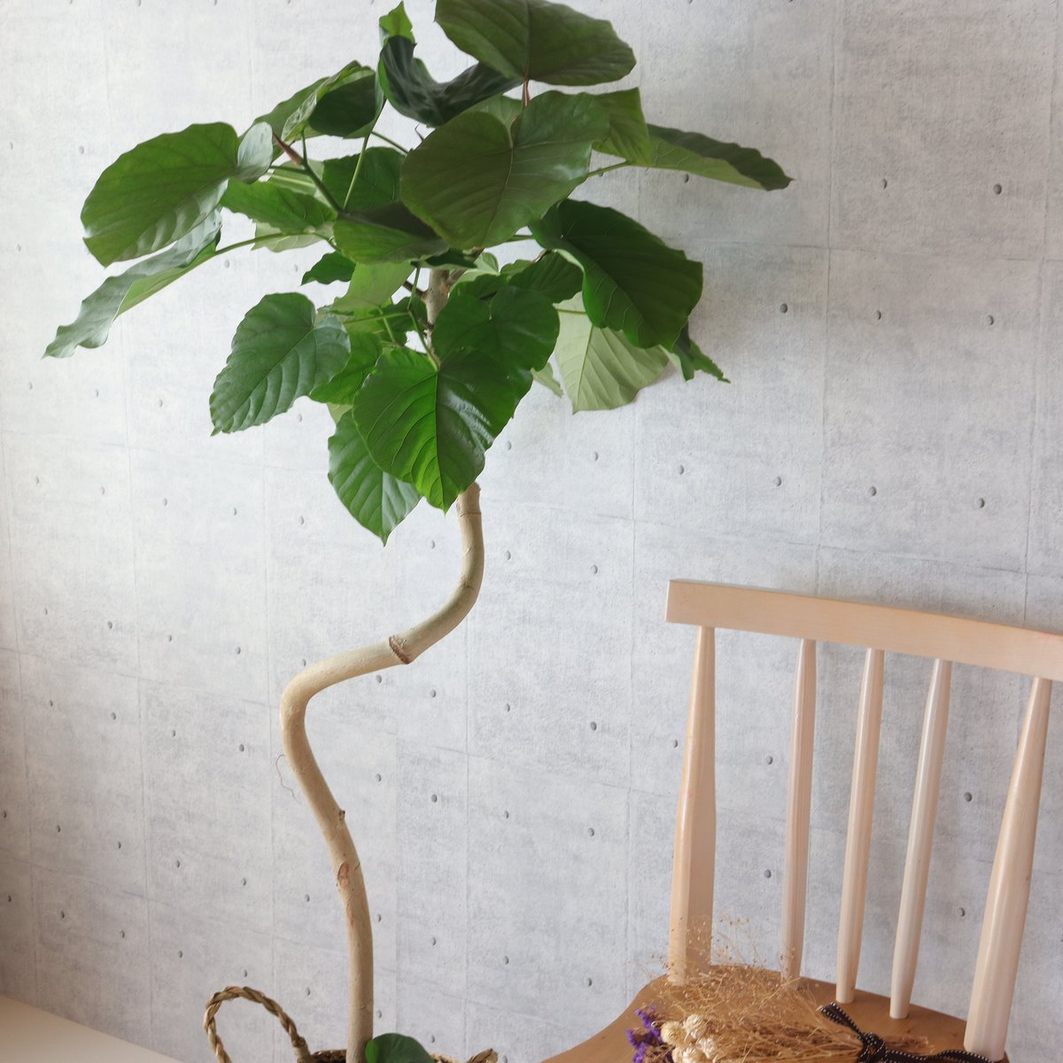 可愛らしいまがり ウンベラータ 葉付きが良くわさわさ 新芽たくさん mi- +++mizuho+++ | もう何年も植え替えしてないウンベラータ