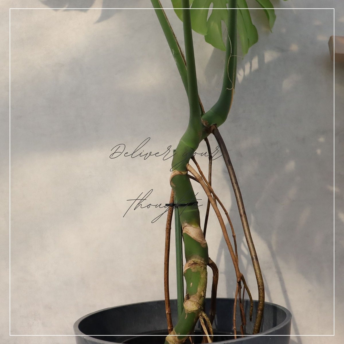 モンステラ 8号 幹立ち モンステラ 観葉植物 根上り 綺麗 お祝い