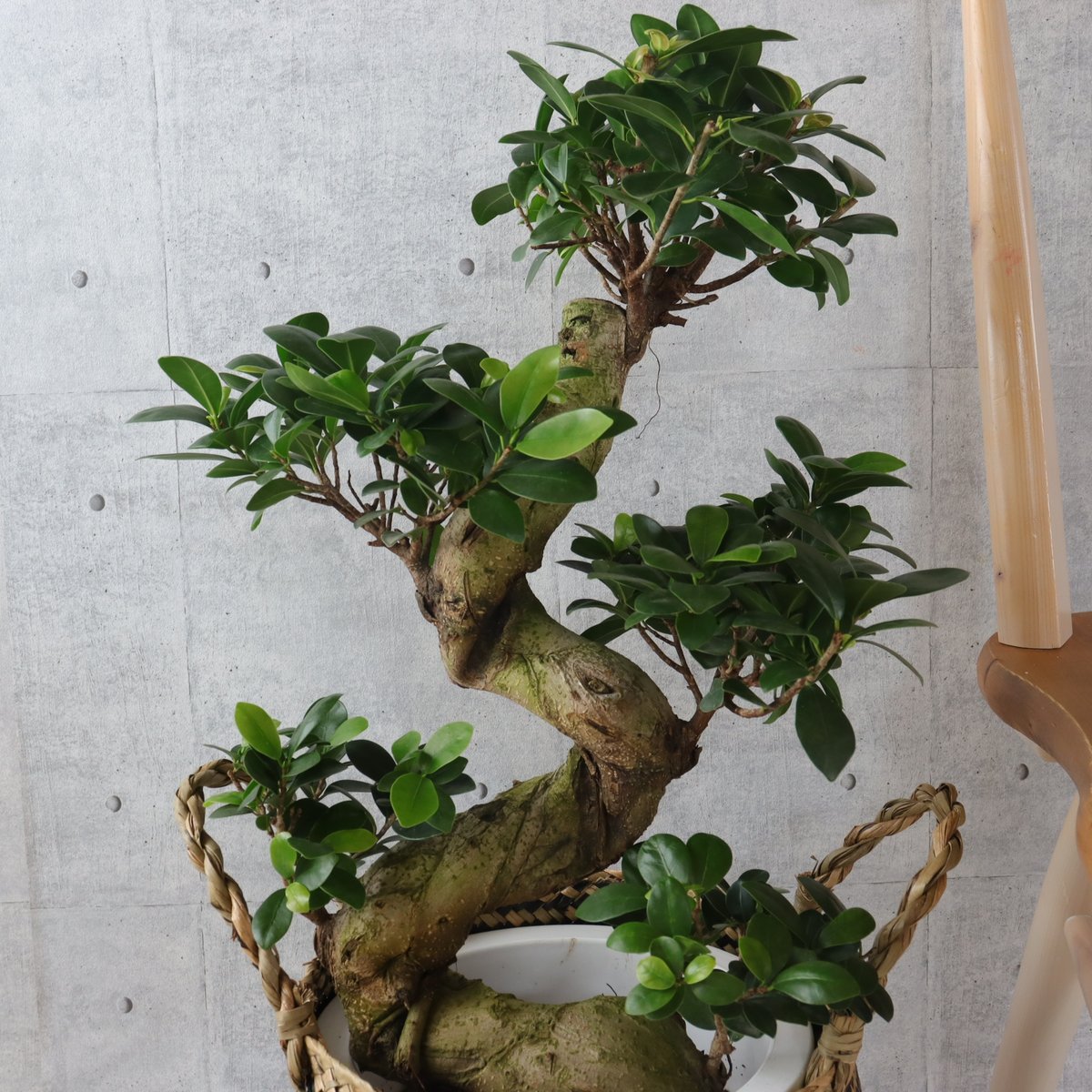 樹形◎73cm】ガジュマル 曲がり 盆栽仕立て 観葉植物 室内 フィカス