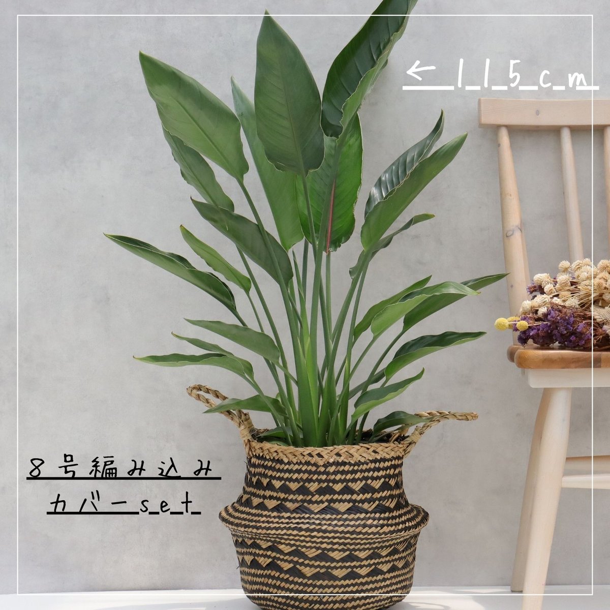極楽鳥花　花付き　ストレチア レギネ 大株 8号鉢 観葉植物 ストレリチア レギネ 8号 観葉植物 極楽鳥花 8号 観葉植物 レギネ