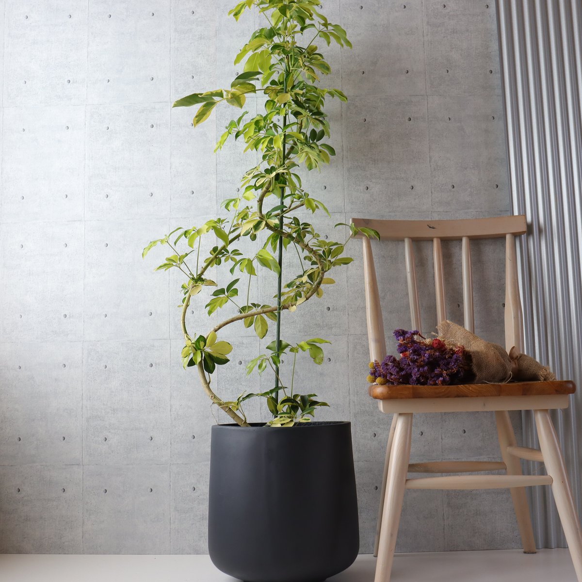 138cm◎ シェフレラ ゴールドリーフ 観葉植物 室内 大型 ハッピー