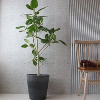 【朴もの◎132cm】 フィカス ベンガレンシス 朴仕立て 観葉植物 室内 大型