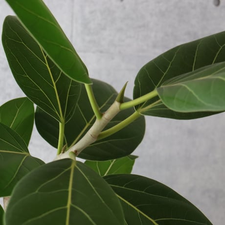 【朴もの◎132cm】 フィカス ベンガレンシス 朴仕立て 観葉植物 室内 大型