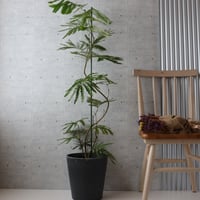 【バランス◎125cm】エバーフレッシュ 曲がり 7号 観葉植物 室内 大型