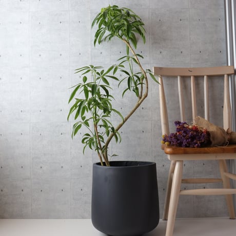 専用出品、ラフィドフォラ・テクルシバ（マングーカズラ） シェフレラ・アルボリコラ 専用出品、ラフィドフォラ・テクルシバ（マングーカズラ