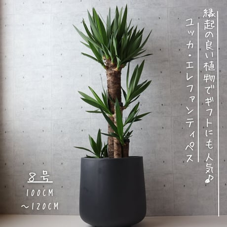 ユッカ | STORES ユッカ | STORES