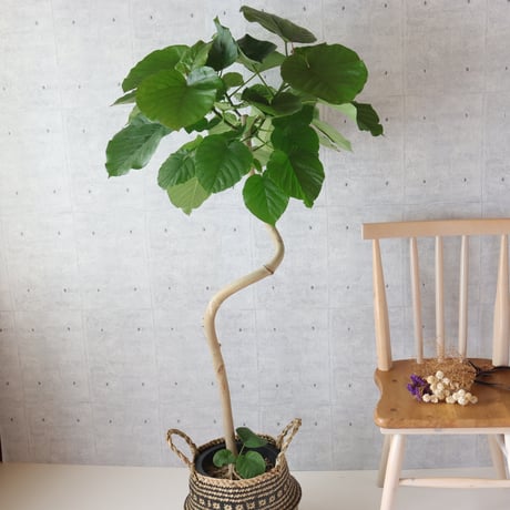 フィカスウンベラータ | STORES