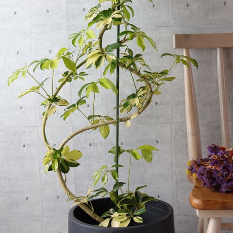 138cm◎ シェフレラ ゴールドリーフ 観葉植物 室内 大型 ハッピーイエロー