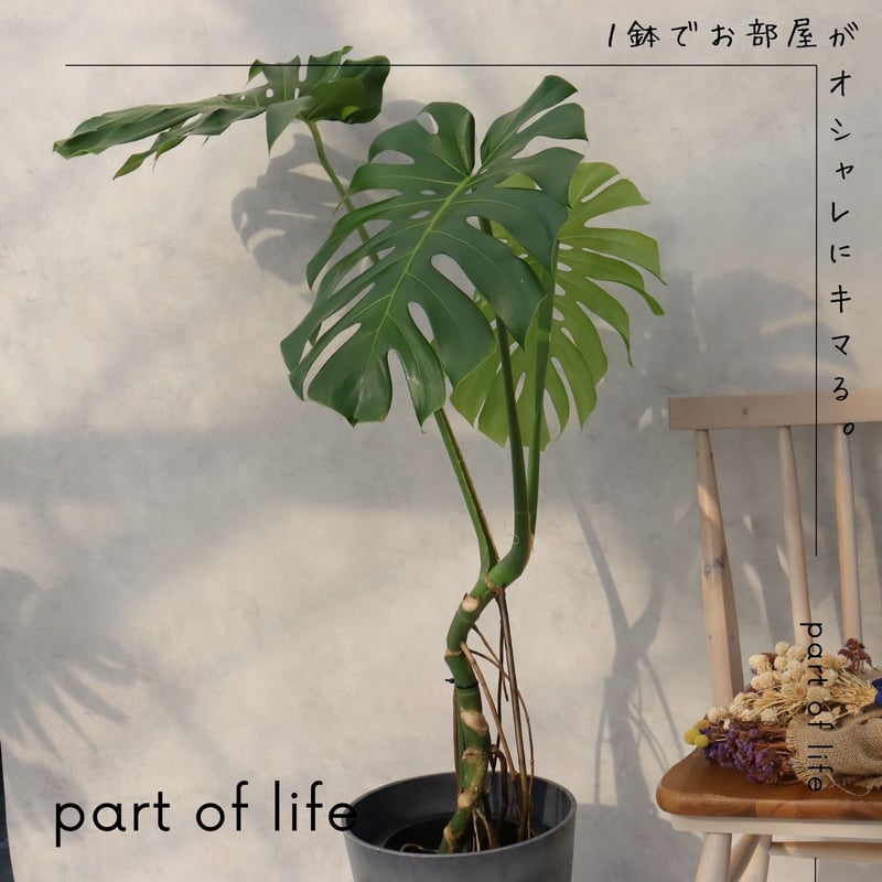 モンステラ 8号 幹立ち モンステラ 観葉植物 根上り 綺麗 お祝い