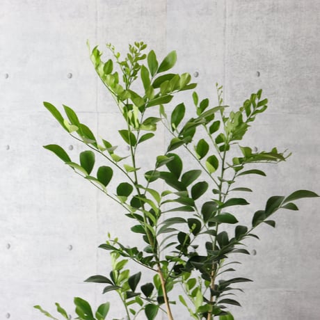 【バランス◎135cm】シルクジャスミン ゲッキツ 観葉植物 室内 大型