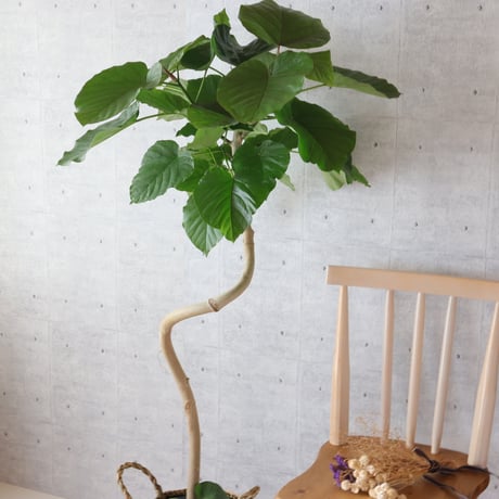 【樹形◎141cm】フィカス ウンベラータ 曲がり 螺旋 仕立て 幹太 観葉植物