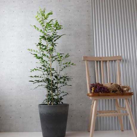 【バランス◎135cm】シルクジャスミン ゲッキツ 観葉植物 室内 大型