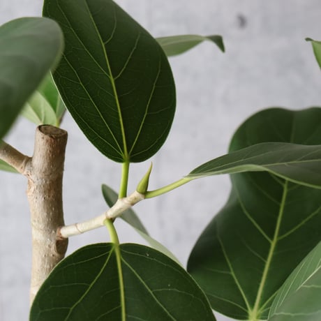 【ユニーク◎124cm】 フィカス ベンガレンシス 朴もの 観葉植物 室内 大型