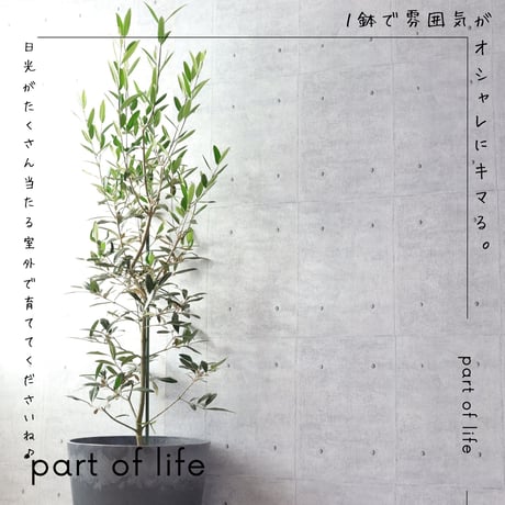 【樹形◎】オリーブ オリーブの木 8号 ひなかぜ  観葉植物 寒さ暑さに強い 耐寒温度-5度