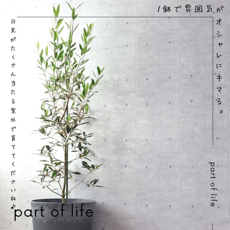 樹形◎】オリーブ オリーブの木 8号 ひなかぜ 観葉植物 寒さ暑さに強い 