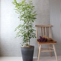 【ボリュー厶◎148cm】シルクジャスミン ゲッキツ 観葉植物 室内 大型