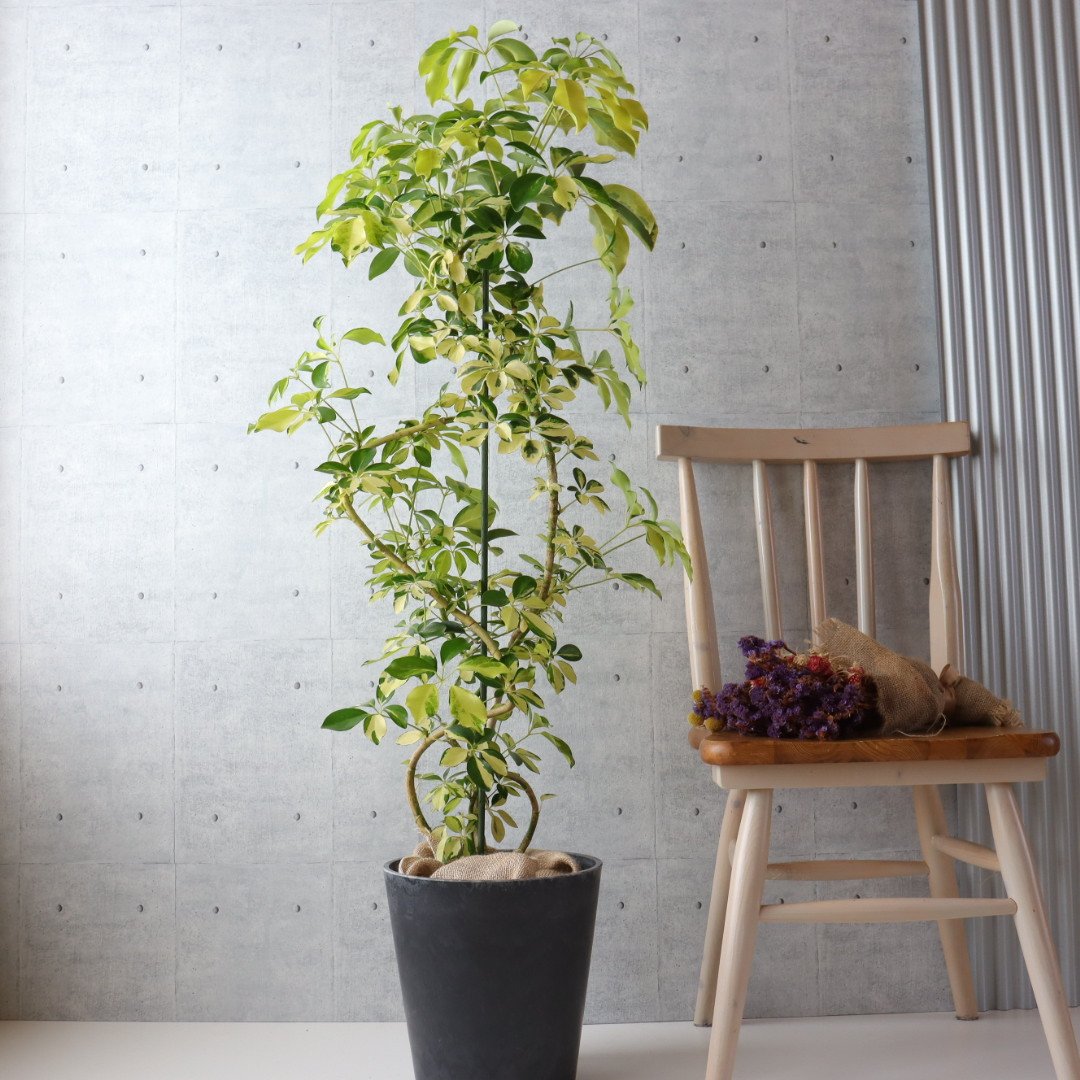 存在感◎】シェフレラ ゴールドリーフ 観葉植物 室内 大型 ハッピー