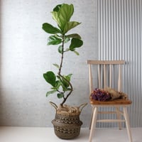 【バランス◎】フィカス リラータ カシワバゴム 曲がり 柏葉ゴム 大型 観葉植物