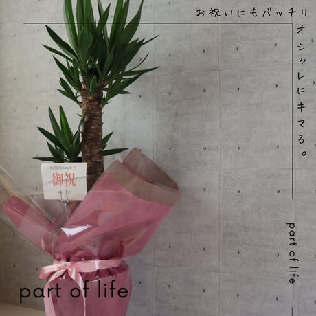 【縁起のよい植物】ユッカ エレファンティペス 8号 観葉植物 室内