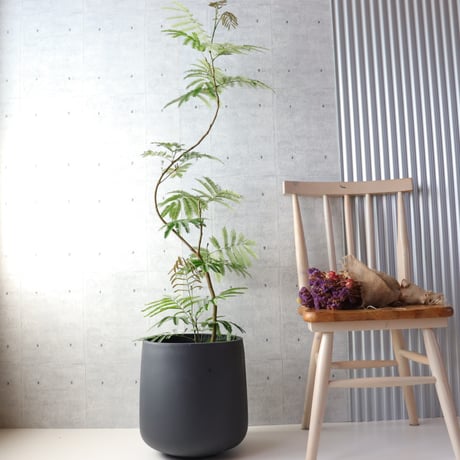 観葉植物 Amazon｜東京寿園 パキラ 観葉植物 本物 ミニ ハイドロ