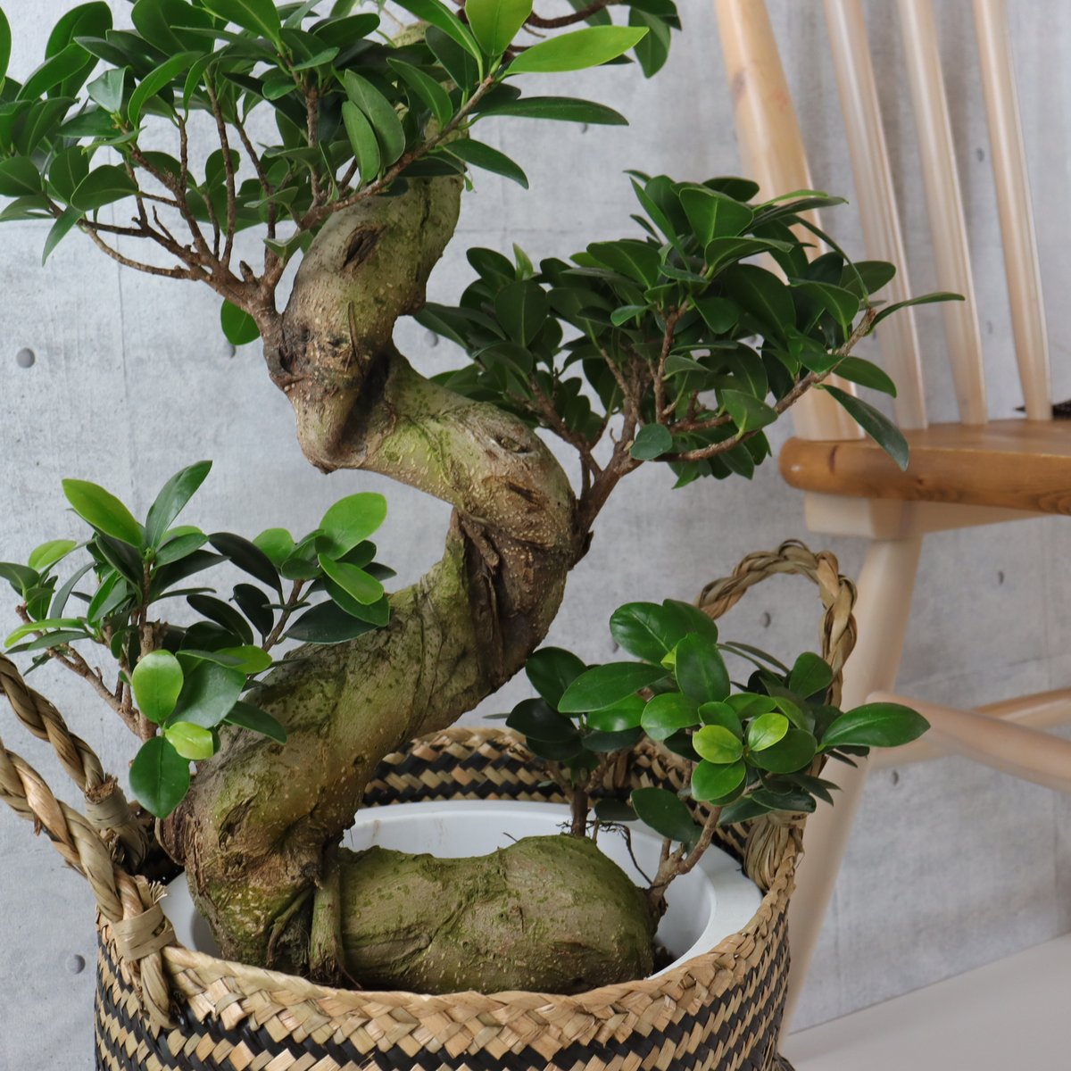樹形◎73cm】ガジュマル 曲がり 盆栽仕立て 観葉植物 室内 樹形◎73cm】ガジュマル 曲がり 盆栽仕立て 観葉植物 室内