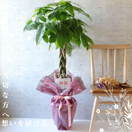 送料無料【鹿児島県産】パキラ ８号 ７号 お祝い ギフト ラッピング 無料 観葉植物 開店祝い 新築祝い プレゼント ねじりパキラ パキラ 観葉植物 本物