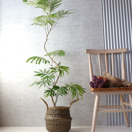 【編込み鉢カバーセット】樹形◎エバーフレッシュ 曲がり 7号 観葉植物 室内 大型　編込み鉢カバーセット