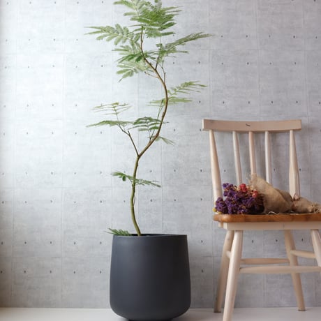 バランス◎134cm】エバーフレッシュ 8号 観葉植物 室内 大型 【公式通販】