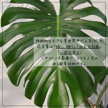 モンステラ ８号 幹立ち モンステラ 観葉植物 根上り 綺麗 お祝い ギフト 開店祝い 観葉植物 ラッピング 無料 観葉植物 プレゼント お中元 お歳暮 熱帯植物 大型 室内
