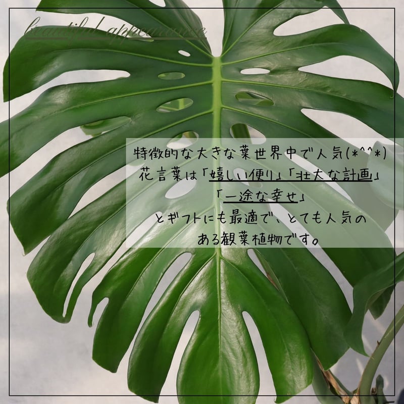 8号モンステラ幹立ち モンステラ 幹立ち 8号 観葉植物 根上り 綺麗 お祝い ギフト