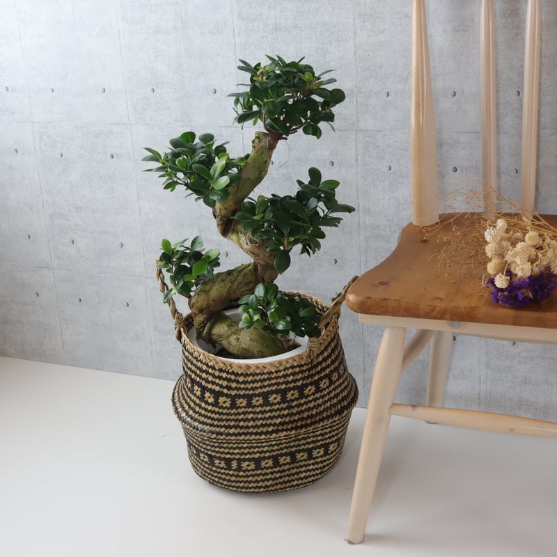 樹形◎73cm】ガジュマル 曲がり 盆栽仕立て 観葉植物 室内 樹形◎73cm】ガジュマル 曲がり 盆栽仕立て 観葉植物 室内