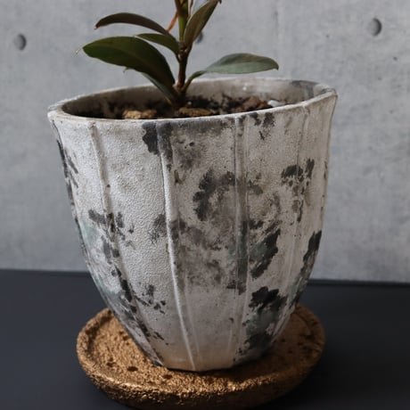 【希少 流通極薄】フィカス ブルールビー 4.5号鉢＋受け皿付き 観葉植物 室内