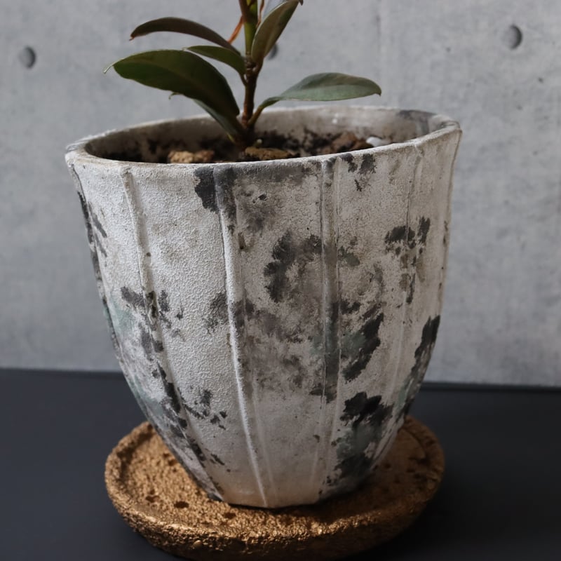 希少 流通極薄】フィカス ブルールビー 4.5号鉢＋受け皿付き 観葉植物